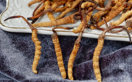 Können Sie eine Toleranz gegenüber den Vorteilen von Cordyceps entwickeln?
