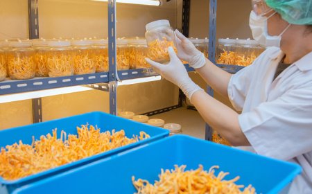 Könnte Cordyceps in Zukunft neue Behandlungsmöglichkeiten bieten?
