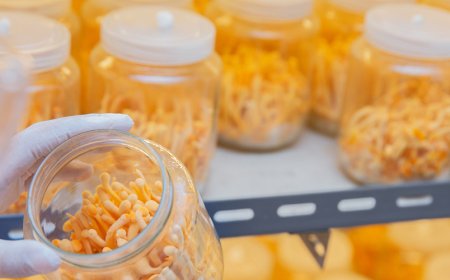 Wirkt sich Cordyceps auf den Blutdruck aus?