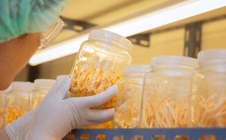 Steigert Cordyceps das Energieniveau?