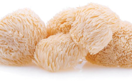 What happens if you take a lot of Lion's Mane?