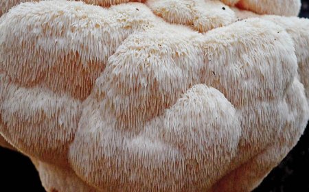 What happens if I take too much Lion's Mane?