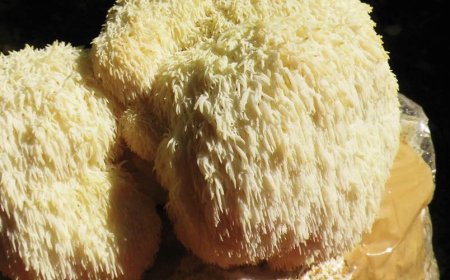 What does lion's mane do for women's health?