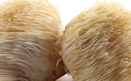 What does lion's mane do for the brain?