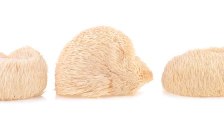 What are the side effects of lion's mane extract?