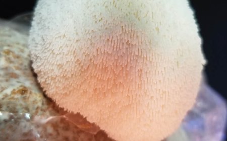 What are the positive effects of lion's mane?