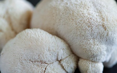 What are the negative effects of lion's mane?