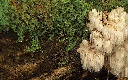 What are the benefits of lion's mane pills?