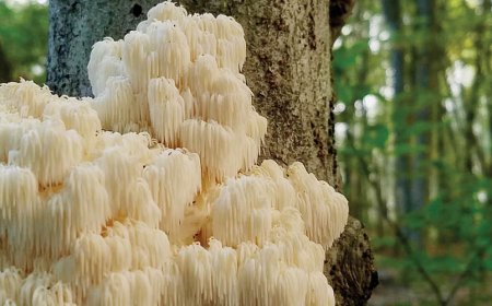 Should I take Lion's Mane at night or day?