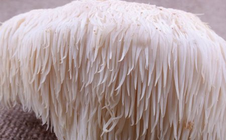 Is lions mane like caffeine?