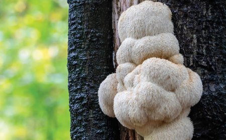 Is Lion's Mane just placebo?