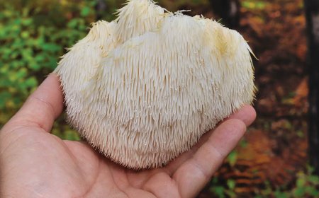 Is Lion's Mane hard on the liver?