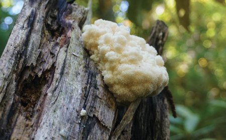 Is lions mane fda approved?