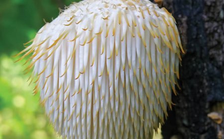 Lion's Mane est-il euphorique ?