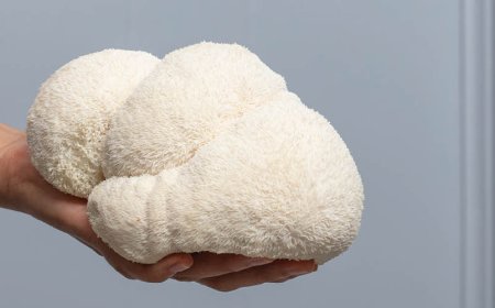 La crinière de lion est-elle mauvaise pour le foie ?