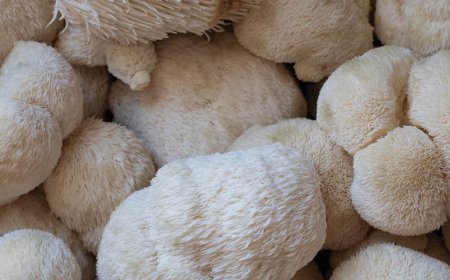 Hoe snel voelt u de effecten van Lion's Mane?