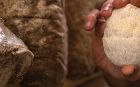 Hoeveel Lion's Mane mag u per dag hebben?