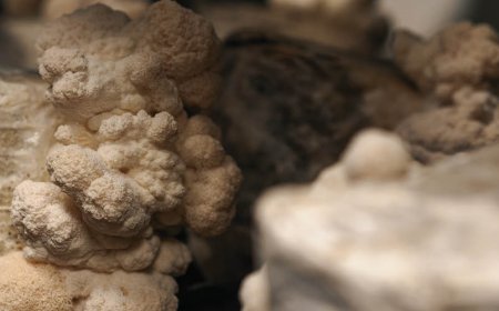 Hoe lang duurt het voordat u de voordelen van Lions Mane ziet?