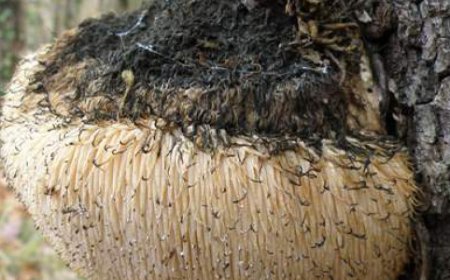 La criniera di leone rilascia dopamina?