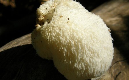 La criniera di leone aumenta il cortisolo?