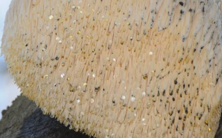 La criniera di Leone aumenta la neuroplasticità?