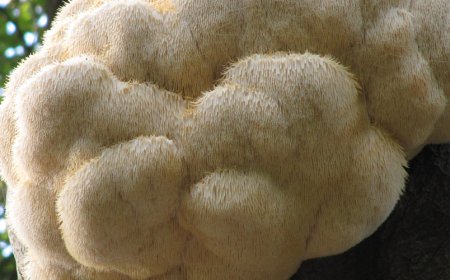 La Lion's Mane ha effetti a lungo termine?