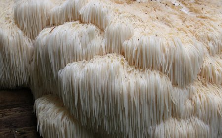 La criniera del leone fa crescere i nervi?