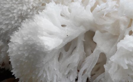 La criniera di leone aumenta il testosterone?