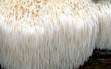 La criniera di leone influisce sugli ormoni?