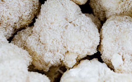 La criniera di leone influisce sul cortisolo?