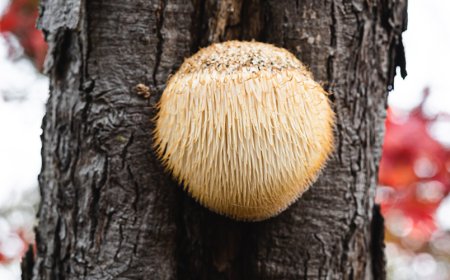 La criniera del leone può alterare gli ormoni?