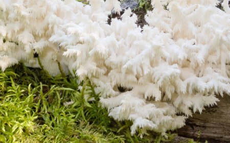 Ci sono dei rischi nell'assunzione di Lion's Mane?
