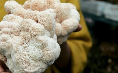 Si può assumere la criniera di leone con l'ashwagandha?