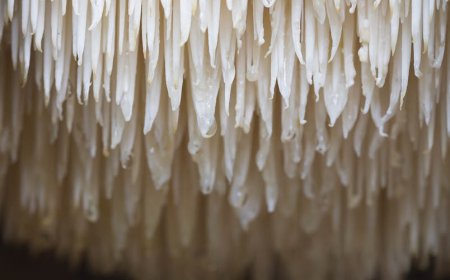 A che ora del giorno dovrebbe prendere la Lion's Mane?