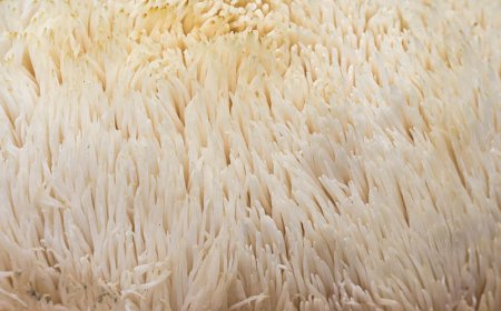 What is the best time to take Lion's Mane?
