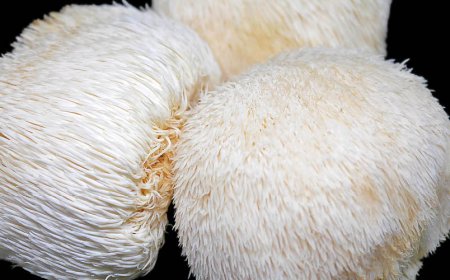 What happens if you take Lion's Mane everyday?