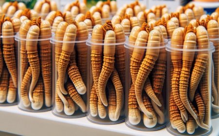 Comment les cordyceps aident-ils à lutter contre la fatigue chronique ?