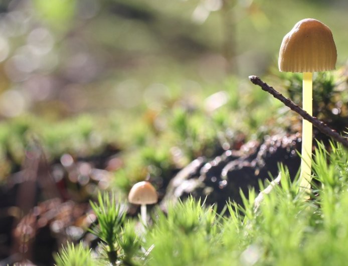 Wer sollte den Reishi-Pilz nicht einnehmen?