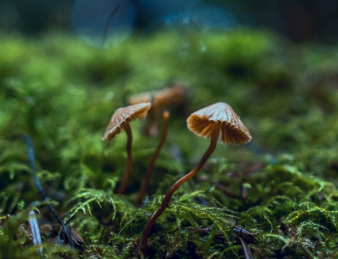 Welcher Pilz ist gut für die Fettleber?