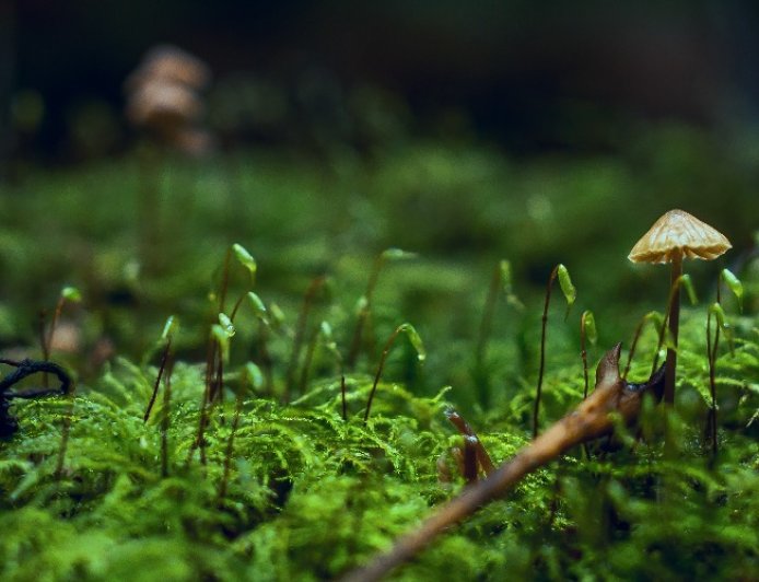 Welcher Pilz ist am besten für die Darmgesundheit?