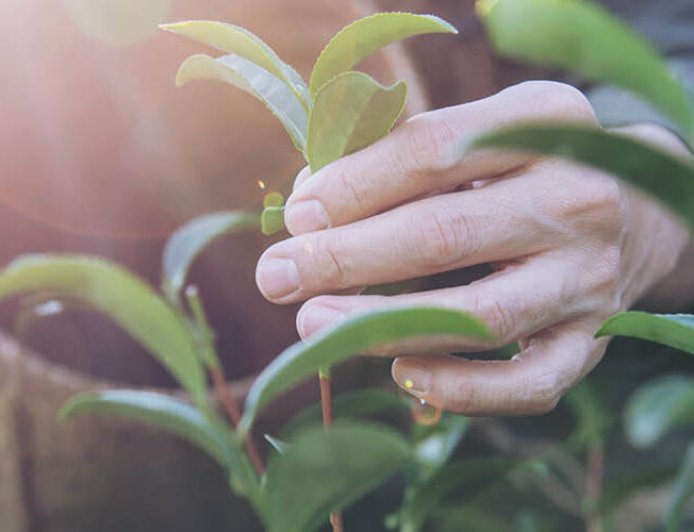 Was ist die emotionale Nebenwirkung von Ashwagandha?
