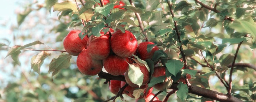 Is Apple the healthiest fruit?