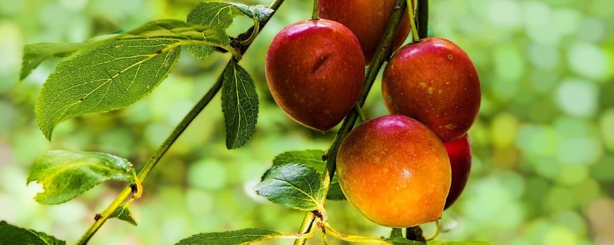 Pesticide Exposure and Weight Gain