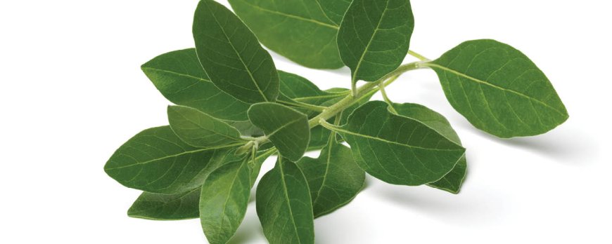 What are the main benefits of ashwagandha?