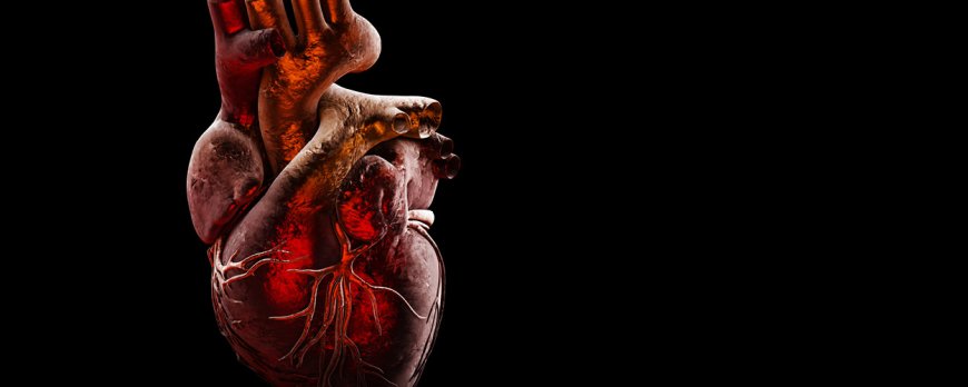 CoQ10 und Osteoporose