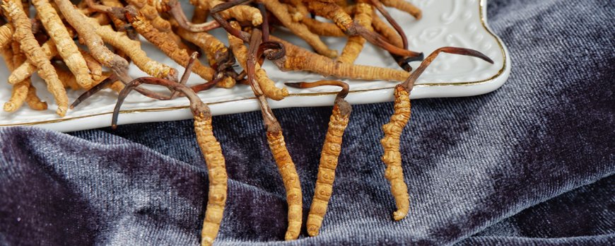Are there downsides or risks to using cordyceps medicinally?