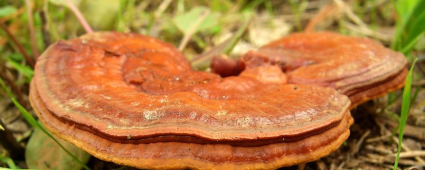 Can you take reishi and turkey tail together?