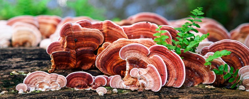 Can I take reishi and Lion's Mane together?