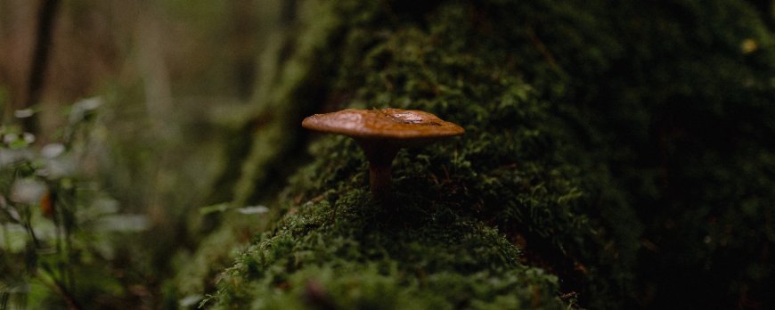 Faut-il prendre le reishi le soir ?