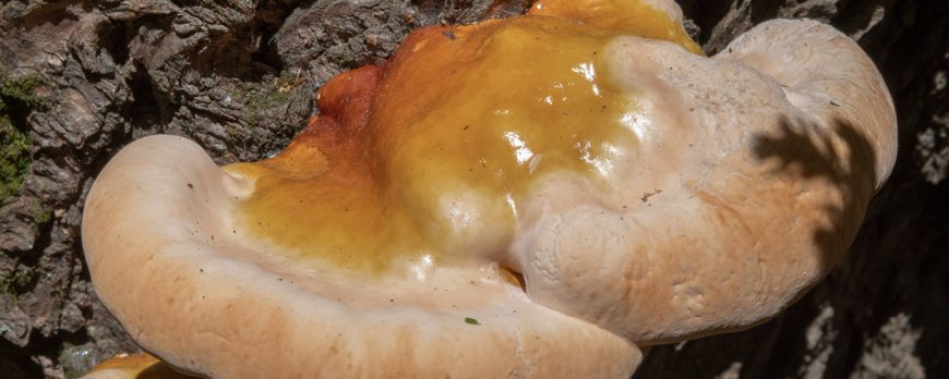 Should you take reishi mushroom at night?